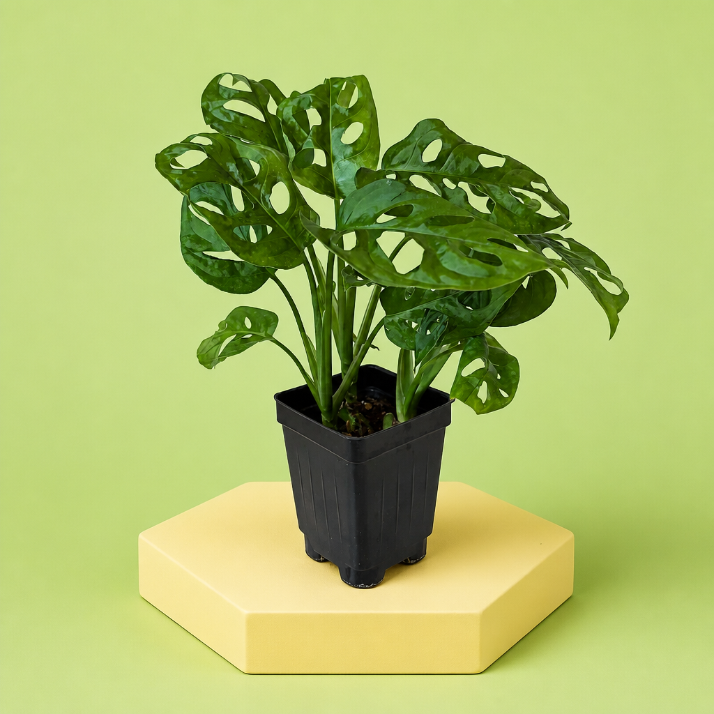 Monstera Adansonii Live Plant