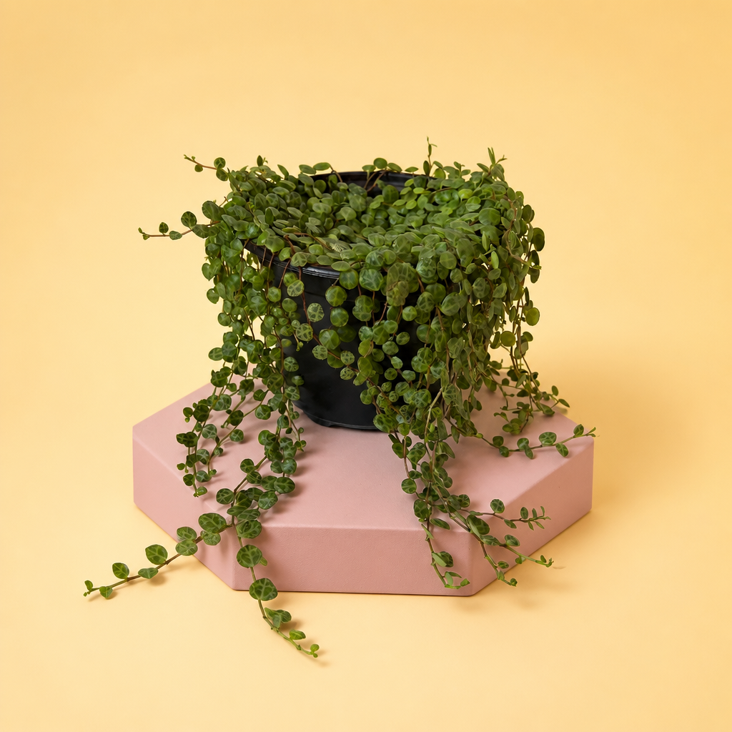 String of Turtles Live Plant