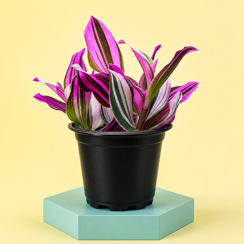 Tradescantia Nanouk